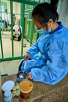 Keeper (Mrs. Lyu Riuqing) preparing high protein food mixed with honey for the female Giant panda (Ailuropoda melanoleuca) Huan Huan, Beauval ZooPark, France. 7 August 2021.