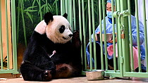 Keeper (Mrs Mao Min) distracting Giant panda (Ailuropoda melanoleuca) Huan Huan, with food in order to retrieve her female baby (the smaller of female twins) for medical examination, Beauval Zoo, Fran...