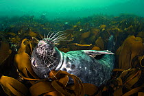 RF - Grey seal (Halichoerus grypus) relaxing in a bed of kelp (Laminaria digitata), with two seals in the background. Farne Islands, Northumberland, England, United Kingdom. British Isles. North Sea....