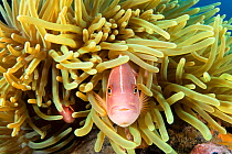 RF - Pair of Pink anemonefish (Amphiprion perideraion) look out from within their host Magnificent sea anemone (Heteractis magnifica). Dauin, Dauin Marine Protected Area, Dumaguete, Negros, Philippine...