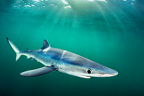 RF - Blue shark (Prionace glauca) cruises beneath the surface of the English Channel with sunbeams. Cornwall, England, UK. (This image may be licensed either as rights managed or royalty free.)