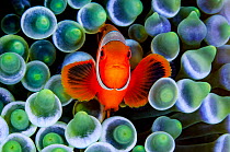 RF - Portrait of Spinecheek anemonefish (Premnas biaculeatus) in its host Bubble-tip anemone (Entacmaea quadricolor) on a coral reef. Raja Ampat, West Papua, Indonesia. Ceram Sea. (This image may be l...