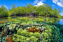 RF - Split level photo of mangrove scenery, with hard corals (including Goniopora sp., Porites sp.) growing below Red mangrove tree (Rhizophora sp.). Raja Ampat, West Papua, Indonesia. (This image ma...