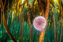 RF - Herbivorous common sea urchin (Echinus esculentus) grazes in a kelp (Laminaria hyperborea) forest. Farne Islands, Northumberland, UK. (This image may be licensed either as rights managed or royal...
