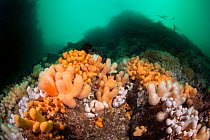 RF - Soft corals, Dead man&#39;s fingers (Alcyonium digitatum) growing on a vertical rock wall, beneath kelp (Laminaria hyperborea) and fish. Farne Islands, Northumberland, England, UK. (This image ma...