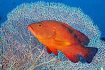 RF - Portrait of a coral grouper (Cephalopholis miniata) next to a sea fan (Annella sp.) on a coral reef. Raja Ampat, West Papua, Indonesia. Ceram Sea. (This image may be licensed either as rights man...