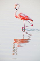 Caribbean flamingo (Phoenicopterus ruber) wading in water, Ria Lagartos Biosphere Reserve, Yucatan Peninsula, Mexico, August. Bookplate.