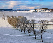 Line of trees at Milborne Port in snow and mist, Somerset, England, UK. January 2021.