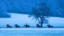 Race horses on exercise in the snow, Venn Farm, Milborne Port, Somerset, England, UK. February 2019.