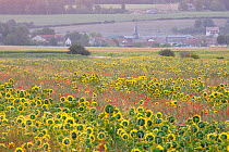 Sunflowers and poppies, Riel-les-Eaux, Champagne, France