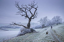 Dog walker on Vartenham Hill on a frosty New Year&#39;s Day, Milborne Port, Somerset, England. January 2021.