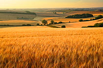 Field of ripe golden barley in the summer, Piddle Valley, Dorset, England, UK. July 2018.