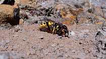 Female Bee wolf (Philanthus triangulum) landing with a paralysed Honey bee (Apis mellifera) before entering her burrow in a bare sandy patch of heathland, Dorset, UK, July.