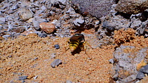 Female Bee wolf (Philanthus triangulum) landing near her nest burrow in a bare sandy patch of heathland and digs her way in, Dorset, UK, July.