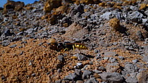 Female Bee wolf (Philanthus triangulum) chasing another Bee wolf from the entrance to her burrow in a bare sandy patch of heathland before excavating surrounding area, Dorset, UK, July.