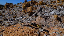 Female Bee wolf (Philanthus triangulum) chasing a rival female Bee wolf from the entrance to her burrow in a bare sandy patch of heathland and goes back in, Dorset, UK, July.