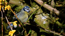 Blue tit (Parus caeruleus) preening while perched in a Forsythia bush in a garden, Wiltshire, UK, April.
