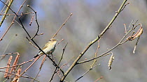 Chiffchaff (Phylloscopus collybita) singing while perched in a Hazel tree (Corylus avellana) with catkins and leaf buds in woodland, Wiltshire, UK, March.