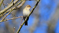 Chiffchaff (Phylloscopus collybita) singing while perched in a bare tree branch with unopened leaf buds before flying off, Wiltshire, UK, March.