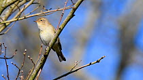 Chiffchaff (Phylloscopus collybita) singing while perched in a bare tree branch with unopened leaf buds, Wiltshire, UK, March.
