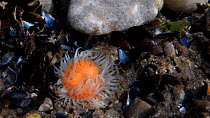 Elegant anemone (Sagartia elegans) with its foraging tentacles out in a rock pool low on the shore, The Gower, Wales, UK, August.