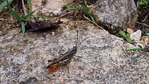 Common field grasshopper (Chorthippus brunneus) male stridulating to court females from a limestone rock on a chalk grassland slope, Bath and Northeast Somerset, UK, July.