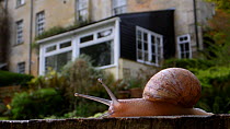Garden snail (Cornu aspersum / Helix aspersa) crawling over an oak sleeper retaining a garden lawn with a house in the background with its beating heart visible through the shell, Wiltshire, UK, April...