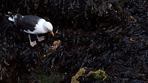 Great black-backed gull (Larus marinus) adult feeding on a Spiny spider crab (Maja squinado) it has just caught on a very low spring tide, The Gower, Wales, UK, July.