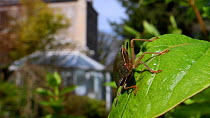 Green shield bug / Green stink bug (Palomena prasina) sunning on a Honeysuckle leaf in a garden with buildings in the background, Wiltshire, UK, April.