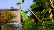 Green shield bug / Green stink bug (Palomena prasina) sunning on a Honeysuckle leaf in a garden with buildings in the background, head-on view, Wiltshire, UK, April.