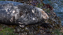 Close up shot of Male Grey seal (Halichoerus grypus) resting on a rocky shore at low tide, The Gower, Wales, UK, August.