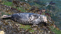 Male Grey seal (Halichoerus grypus) resting on a rocky shore at low tide, it looks towards camera before raising its flipper, The Gower, Wales, UK, August.
