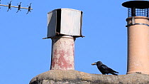 Jackdaw (Corvus monedula) jumping up to