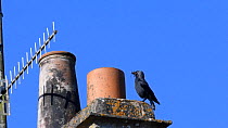 Jackdaw (Corvus monedula) landing on and entering a chimney with some vegetation in its beak to help build its nest with, Wiltshire, UK, March.