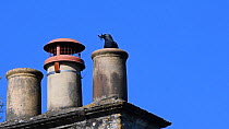 Jackdaw (Corvus monedula) perched on and entering a chimney with some vegetation in its beak to help build its nest with, Wiltshire, UK, March.