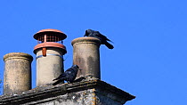Jackdaw (Corvus monedula) pair landing on a chimney, before one with some vegetation in its beak enters it to build its nest with, watched by its mate, Wiltshire, UK, March.
