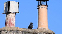 Jackdaw (Corvus monedula) emerging from the metal cowl of a chimney it is nesting in and flying off with its mate, Wiltshire, UK, March.