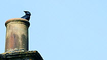 Jackdaw (Corvus monedula) pair taking off to fly from a chimney pot they are nesting in, Wiltshire, UK, March.