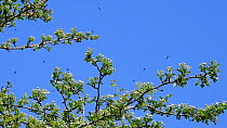 St. Mark's fly / March fly / Hawthorn fly (Bibio marci) swarm dancing over a Hawthorn tree on a warm spring day, Wiltshire, UK, April.
