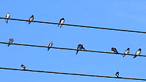 Sand martins (Riparia riparia), Swallows (Hirundo rustica) and House martins (Delichon urbicum) perched and preening on power lines, gathered ahead of their autumn migration, Gloucestershire, UK, Sept...