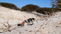 Heath sand wasp (Ammophila pubescens) excavating a nest burrow in a bare sandy patch of heathland, flying back and forth, carrying away balls of sand between its mandibles and its raised front legs, D...