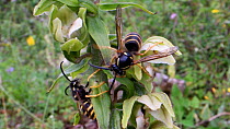 Two Saxon wasps (Dolichovespula saxonica) nectaring from a Broad-leaved helleborine (Epipactis helleborine) flower on a woodland margin, one wasp has a pollinia on its head, Somerset, UK, July. This p...