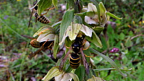 Three Saxon wasps (Dolichovespula saxonica) nectaring from a Broad-leaved helleborine (Epipactis helleborine) flower on a woodland margin, one wasp has a pollinia on its head, Somerset, UK, July. This...