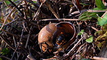Two-coloured mason bee (Osmia bicolor) female flying in to her nest in a Brown-lipped snail (Cepaeae nemoralis) shell to complete sealing up the brood cells inside with chewed up leaves, on a chalk gr...