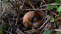 Two-coloured mason bee (Osmia bicolor) turning over a Brown-lipped snail (Cepaeae nemoralis) shell on a chalk grassland slope, Somerset, UK, May. The bee provisions the snail shell with chewed balls o...