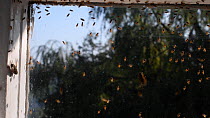 Close up shot of Yellow swarming fly (Thaumatomyia notata) swarm aggregating between window panes, Wiltshire, England, UK. September.