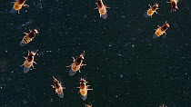 Close up shot of Yellow swarming fly (Thaumatomyia notata) swarm aggregating between window panes, Wiltshire, England, UK. September.