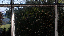 Yellow swarming fly (Thaumatomyia notata) swarm aggregating between window panes, Wiltshire, England, UK. September.