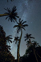 The Milky Way in night sky above Coconut palms (Cocos nucifera) at Puako, South Kohala, Hawaii. October, 2020