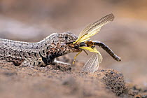 Lava lizard (Tropidurus) eating a locust, Bartolome Island, Galapagos. May
